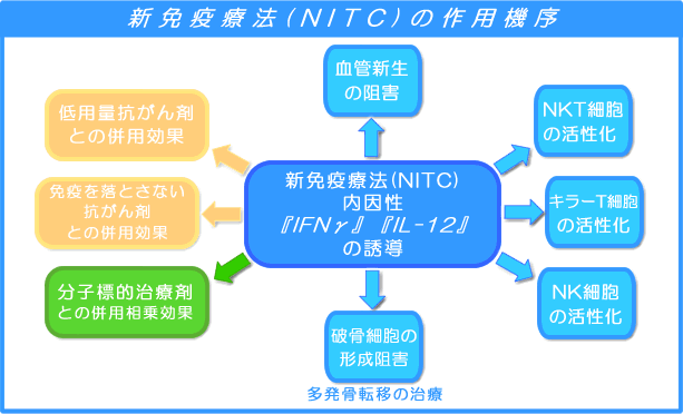 新免疫療法(NITC)の作用機序