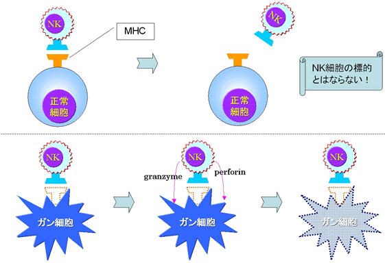 免疫を担当するNK細胞が、がんを攻撃する方法の解説